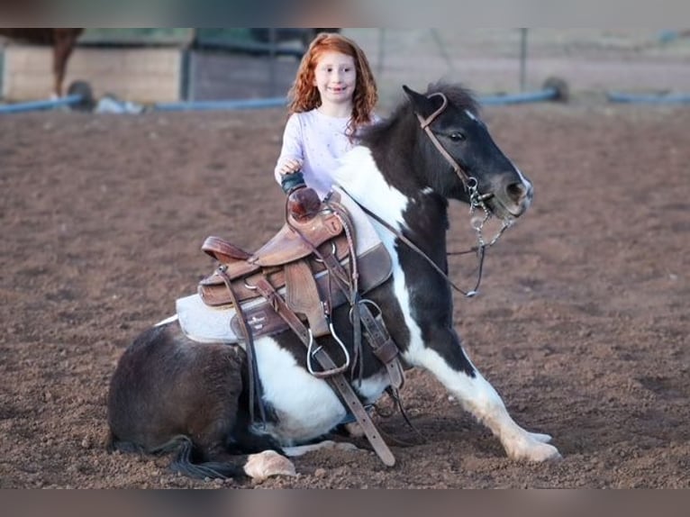 Más ponis/caballos pequeños Caballo castrado 7 años 109 cm Pío in Edgewood