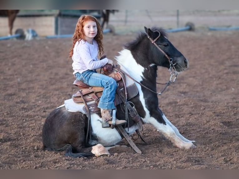 Más ponis/caballos pequeños Caballo castrado 7 años 109 cm Pío in Edgewood