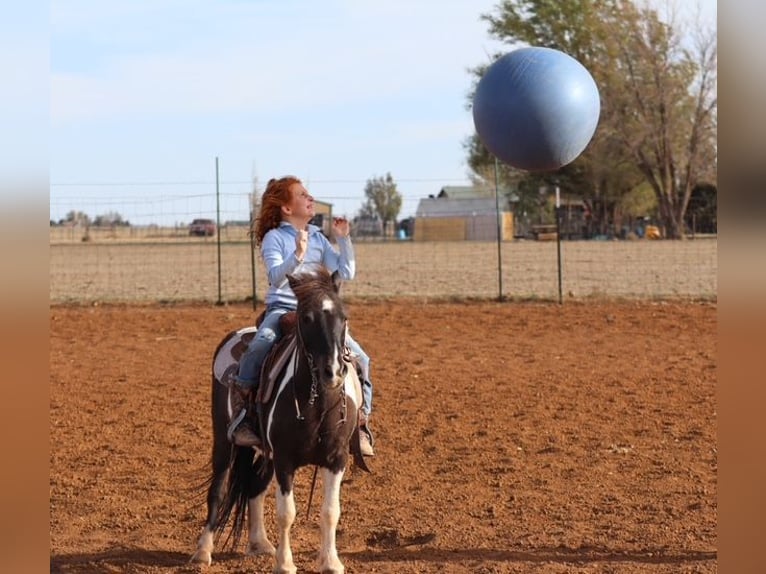 Más ponis/caballos pequeños Caballo castrado 7 años 109 cm Pío in Edgewood