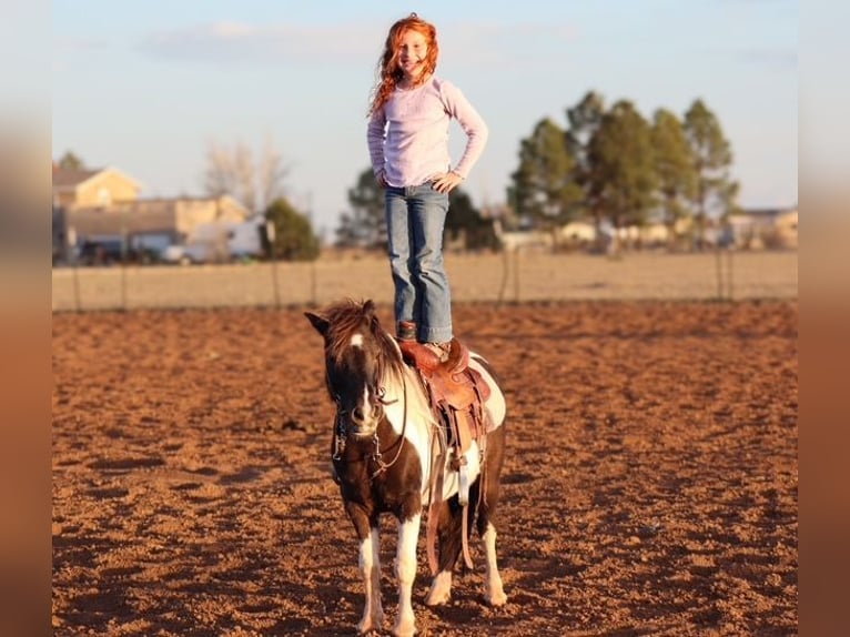 Más ponis/caballos pequeños Caballo castrado 7 años 109 cm Pío in Edgewood