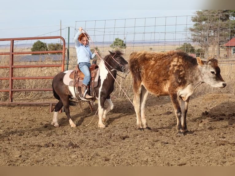 Más ponis/caballos pequeños Caballo castrado 7 años 112 cm Pío in Edgewood