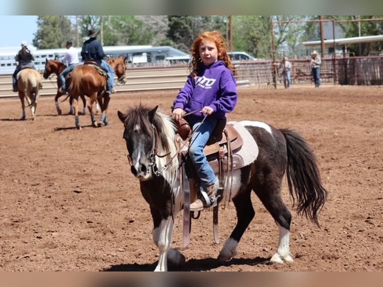 Más ponis/caballos pequeños Caballo castrado 7 años 112 cm Pío in Edgewood