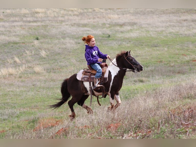 Más ponis/caballos pequeños Caballo castrado 7 años 112 cm Pío in Edgewood