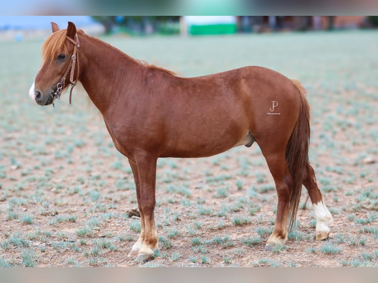 Más ponis/caballos pequeños Caballo castrado 7 años 114 cm Alazán rojizo in Edgewood