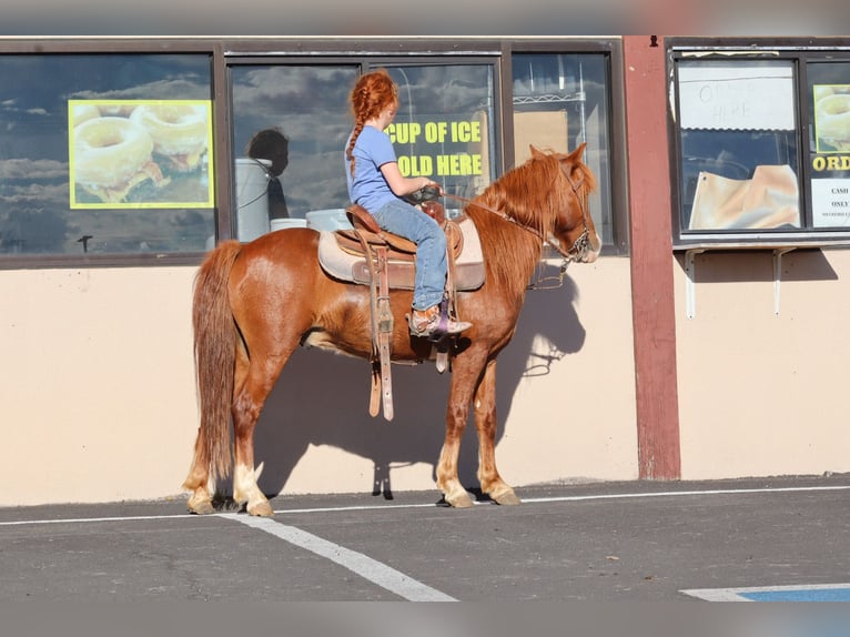 Más ponis/caballos pequeños Caballo castrado 7 años 114 cm Alazán rojizo in Edgewood