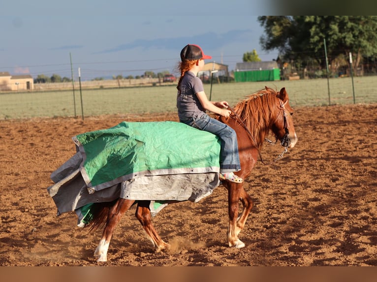 Más ponis/caballos pequeños Caballo castrado 7 años 114 cm Alazán rojizo in Edgewood
