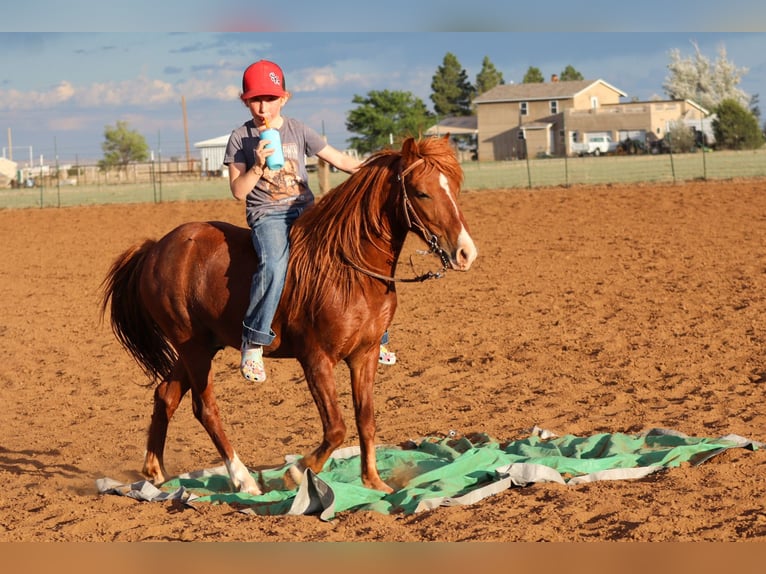 Más ponis/caballos pequeños Caballo castrado 7 años 114 cm Alazán rojizo in Edgewood