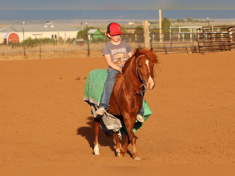 Más ponis/caballos pequeños Caballo castrado 7 años 114 cm Alazán rojizo in Edgewood