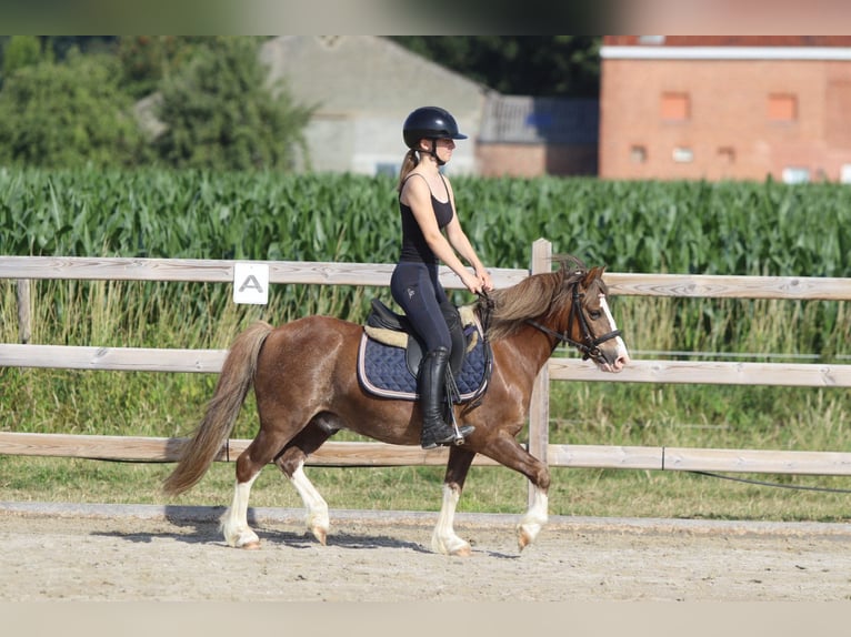 Más ponis/caballos pequeños Caballo castrado 7 años 117 cm Castaño in Bogaarden