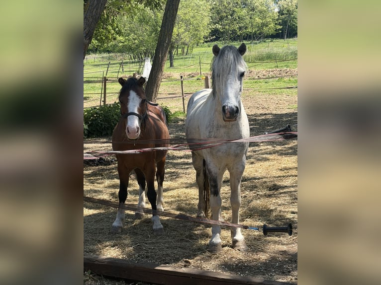 Más ponis/caballos pequeños Caballo castrado 7 años 120 cm Tordo rodado in Zalascany