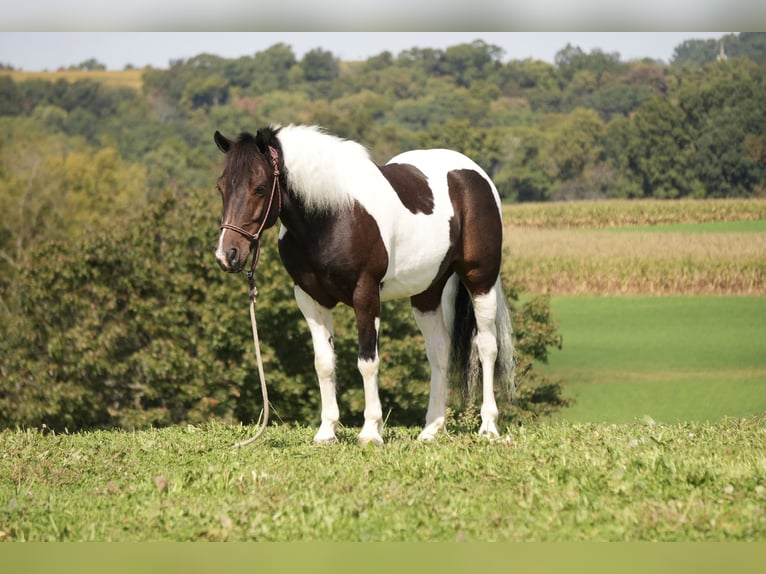 Más ponis/caballos pequeños Caballo castrado 7 años 122 cm Pío in Fresno