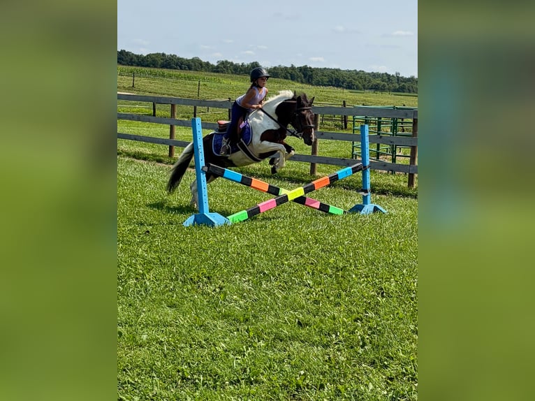 Más ponis/caballos pequeños Caballo castrado 7 años 122 cm Pío in Fresno