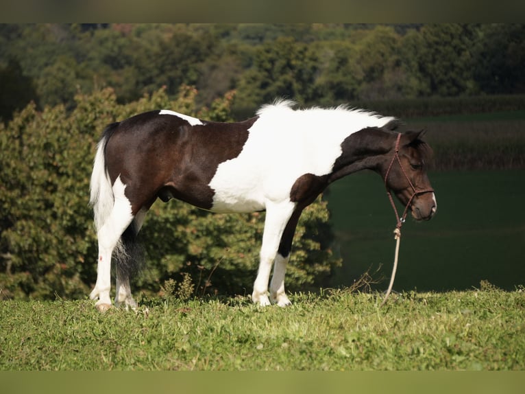 Más ponis/caballos pequeños Caballo castrado 7 años 122 cm Pío in Fresno