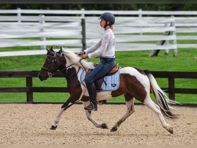 Más ponis/caballos pequeños Caballo castrado 7 años 122 cm Pío in Fresno