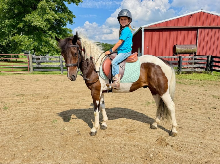 Más ponis/caballos pequeños Caballo castrado 7 años 122 cm Pío in Fresno
