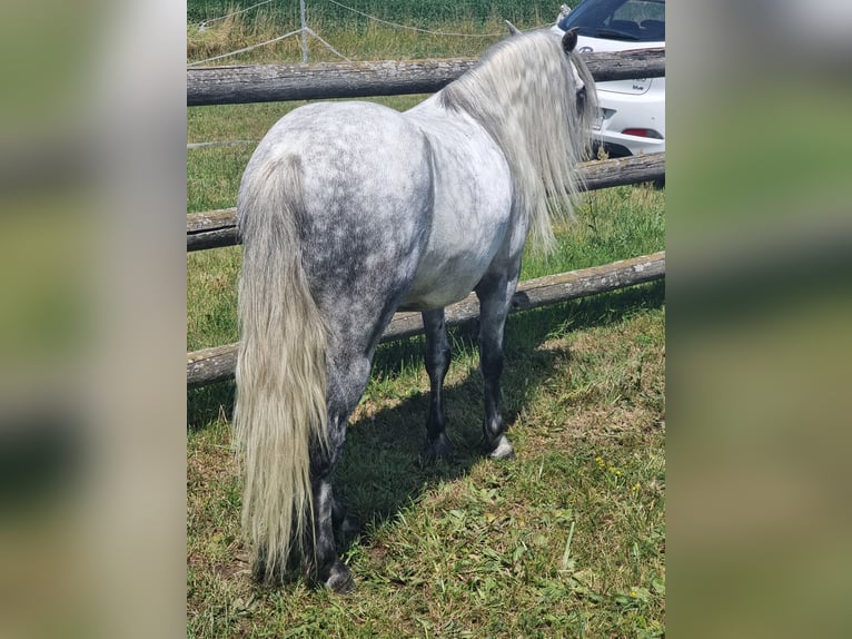 Más ponis/caballos pequeños Caballo castrado 7 años 125 cm Tordo in Rechnitz