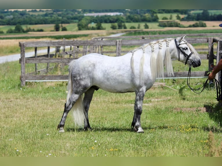 Más ponis/caballos pequeños Caballo castrado 7 años 125 cm Tordo in Rechnitz