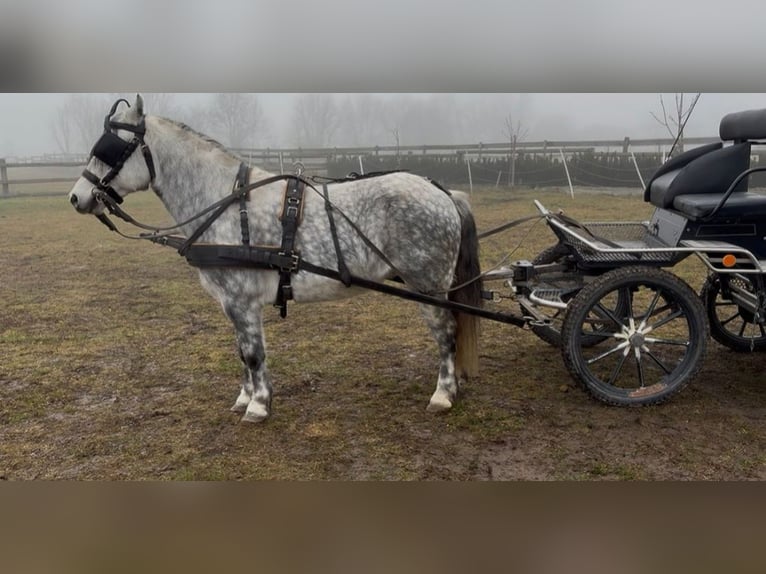 Más ponis/caballos pequeños Caballo castrado 7 años 127 cm Tordo in Rechnitz