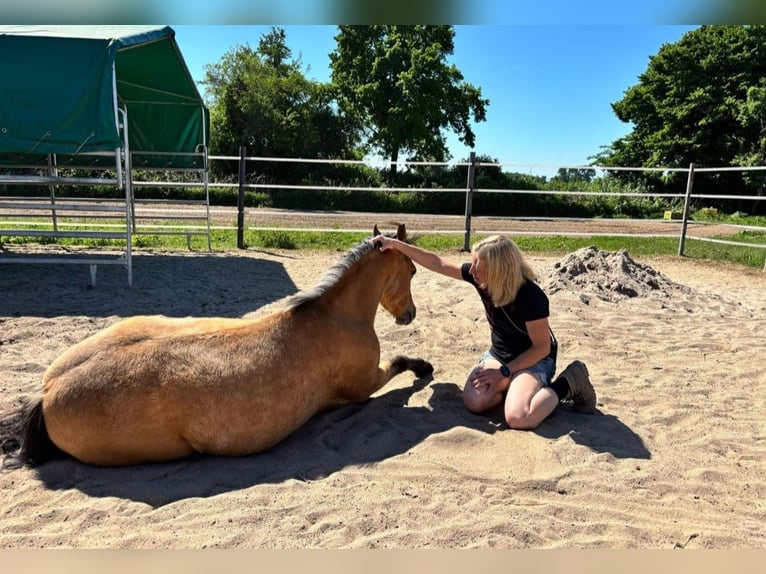 Más ponis/caballos pequeños Caballo castrado 7 años 130 cm Bayo in Rechnitz