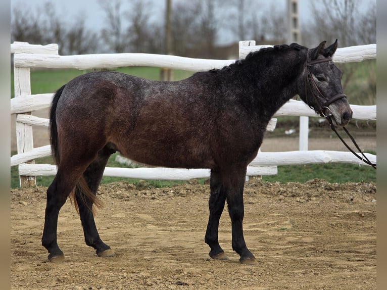 Más ponis/caballos pequeños Caballo castrado 7 años 130 cm Tordo in Kecskemét