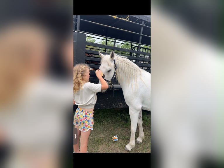 Más ponis/caballos pequeños Caballo castrado 7 años 130 cm Tordo in Victoria