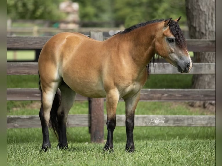 Más ponis/caballos pequeños Caballo castrado 7 años 132 cm Bayo in Marion