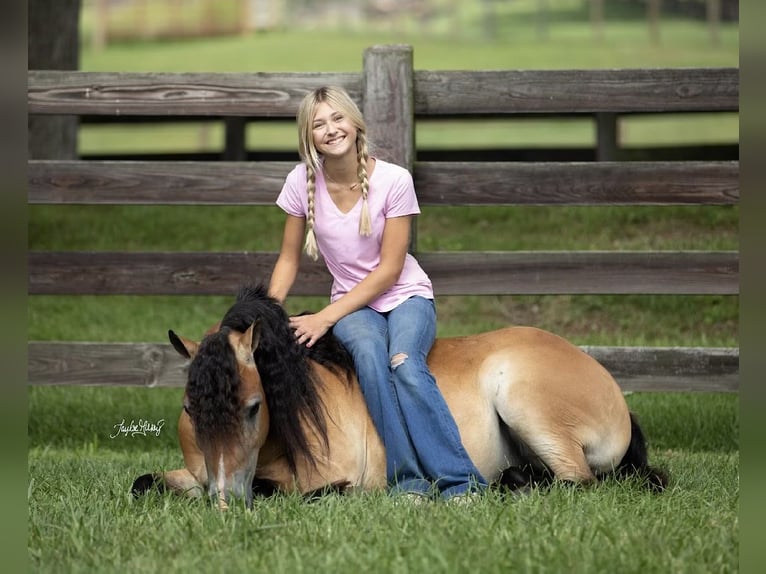 Más ponis/caballos pequeños Caballo castrado 7 años 132 cm Bayo in Marion