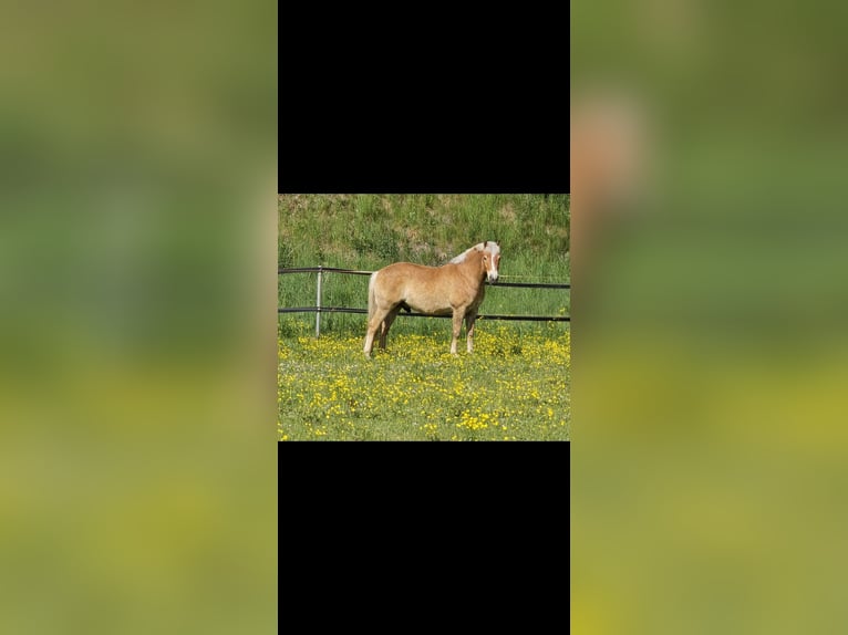 Más ponis/caballos pequeños Mestizo Caballo castrado 7 años 136 cm Bayo in Laichingen