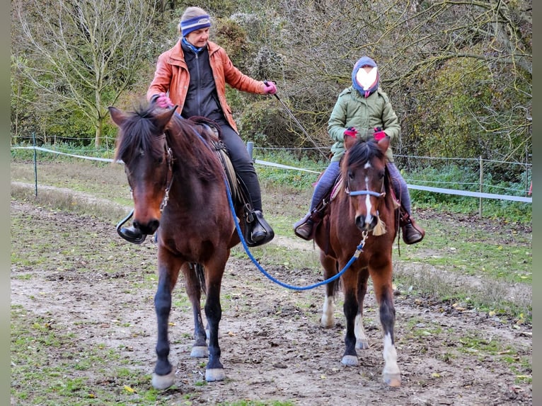 Más ponis/caballos pequeños Caballo castrado 7 años 137 cm Castaño in Hainburg an der Donau Más ponis/caballos pequeños Caballo castrado 7 años 137 cm Castaño in Hainburg an der Donau