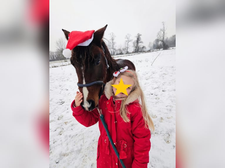 Más ponis/caballos pequeños Caballo castrado 7 años 137 cm Castaño in Hainburg an der Donau Más ponis/caballos pequeños Caballo castrado 7 años 137 cm Castaño in Hainburg an der Donau