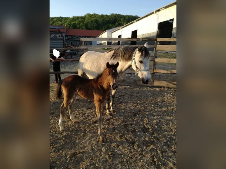 Más ponis/caballos pequeños Caballo castrado 7 años 137 cm Castaño in Hainburg an der Donau Más ponis/caballos pequeños Caballo castrado 7 años 137 cm Castaño in Hainburg an der Donau