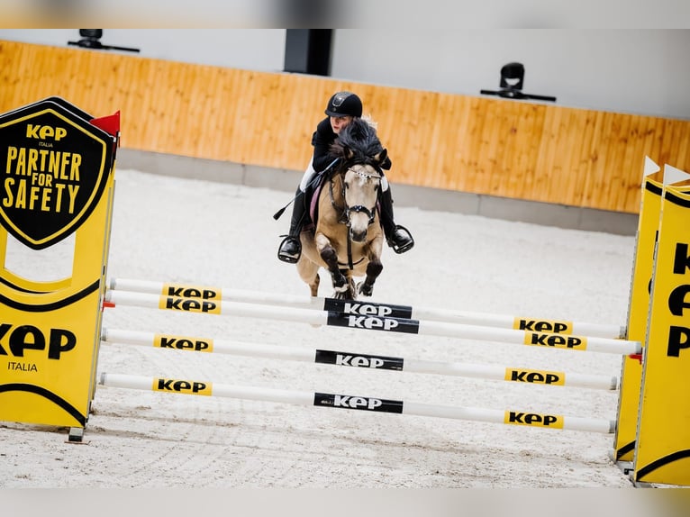 Más ponis/caballos pequeños Caballo castrado 7 años 140 cm Buckskin/Bayo in Bartąg
