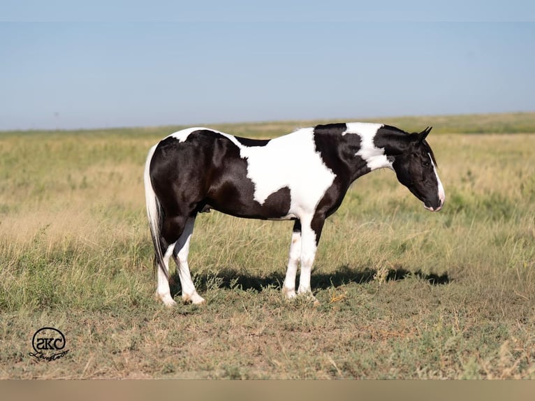 Más ponis/caballos pequeños Caballo castrado 7 años 140 cm in Canyon, TX