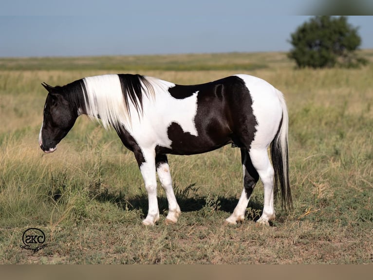 Más ponis/caballos pequeños Caballo castrado 7 años 140 cm in Canyon, TX