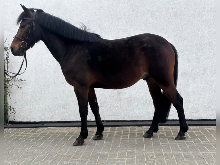 Más ponis/caballos pequeños Caballo castrado 7 años 140 cm Castaño in Einbeck
