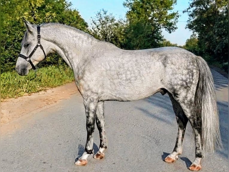 Más ponis/caballos pequeños Mestizo Caballo castrado 7 años 140 cm Tordo rodado in Hódmezővásárhely