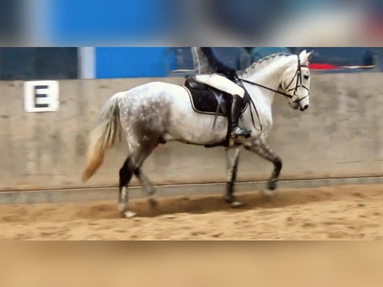 Más ponis/caballos pequeños Mestizo Caballo castrado 7 años 140 cm Tordo rodado in Hódmezővásárhely
