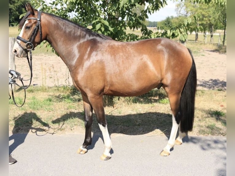 Más ponis/caballos pequeños Caballo castrado 7 años 142 cm Castaño in Ahrensfelde