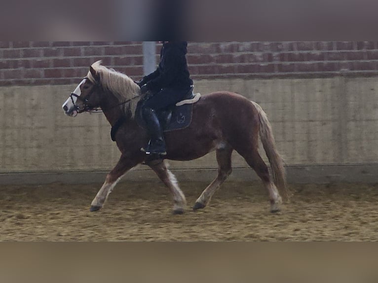 Más ponis/caballos pequeños Caballo castrado 7 años 145 cm Alazán-tostado in Wachtendonk