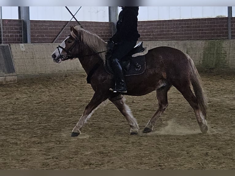 Más ponis/caballos pequeños Caballo castrado 7 años 145 cm Alazán-tostado in Wachtendonk