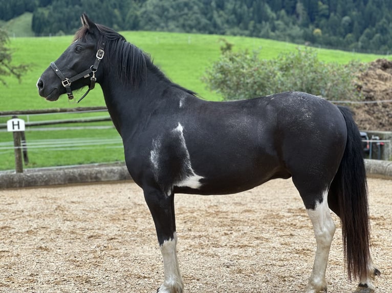 Más ponis/caballos pequeños Mestizo Caballo castrado 7 años 145 cm Pío in Bad Hindelang
