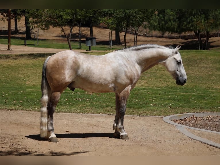 Más ponis/caballos pequeños Caballo castrado 7 años 145 cm  in Norco