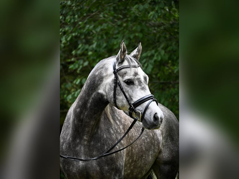 Más ponis/caballos pequeños Caballo castrado 7 años 147 cm Tordo rodado in Gomadingen