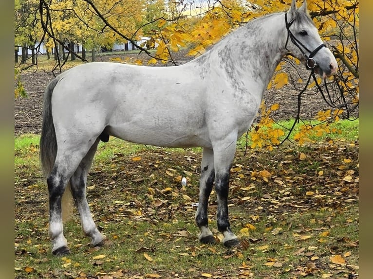 Más ponis/caballos pequeños Caballo castrado 7 años 148 cm Tordo in Békéscsaba Más ponis/caballos pequeños Caballo castrado 7 años 148 cm Tordo in Békéscsaba