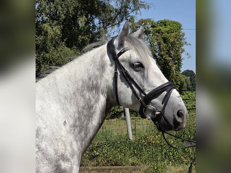 Más ponis/caballos pequeños Caballo castrado 7 años 148 cm Tordo rodado in Wachtendonk