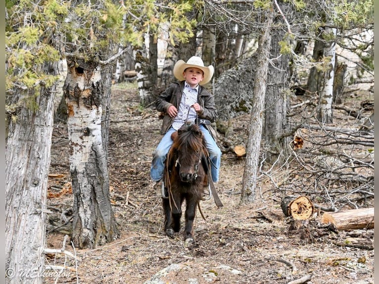 Más ponis/caballos pequeños Caballo castrado 7 años 86 cm Castaño in Rigby