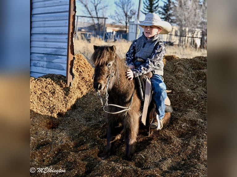 Más ponis/caballos pequeños Caballo castrado 7 años 86 cm Castaño in Rigby