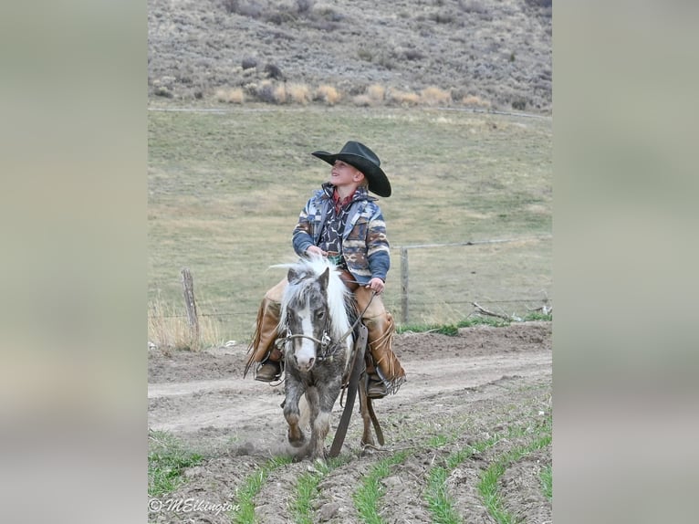 Más ponis/caballos pequeños Caballo castrado 7 años 91 cm in Rigby