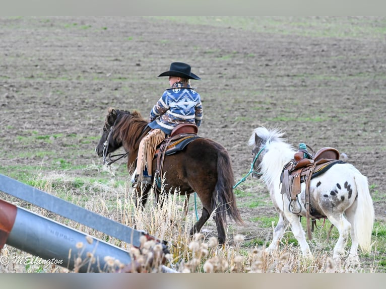 Más ponis/caballos pequeños Caballo castrado 7 años 91 cm in Rigby