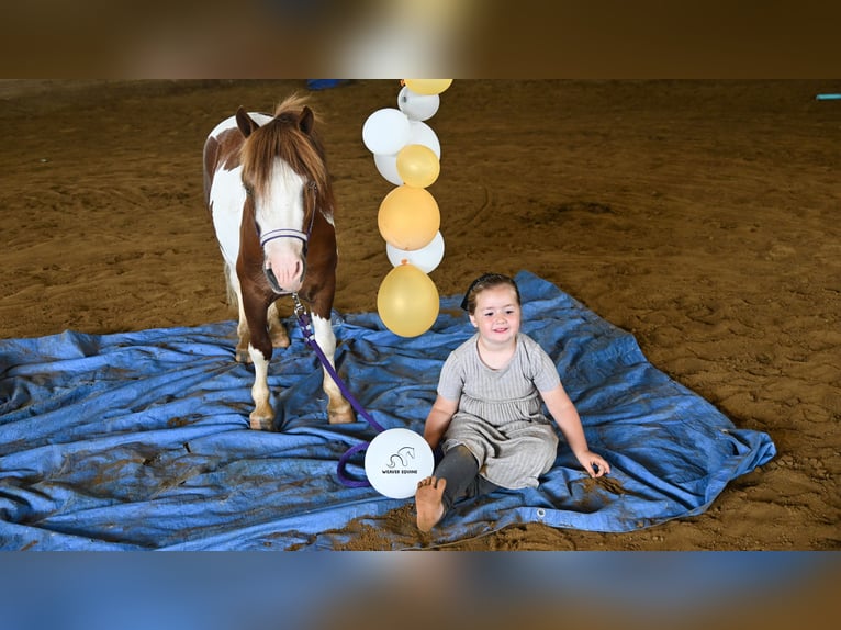 Más ponis/caballos pequeños Caballo castrado 7 años 91 cm Pío in Fredericksburg